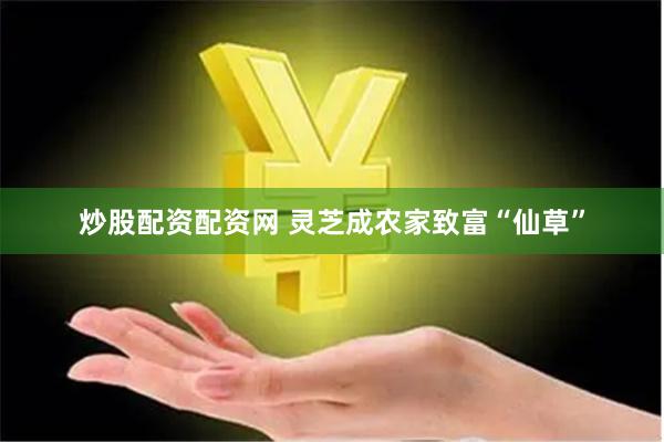 炒股配资配资网 灵芝成农家致富“仙草”